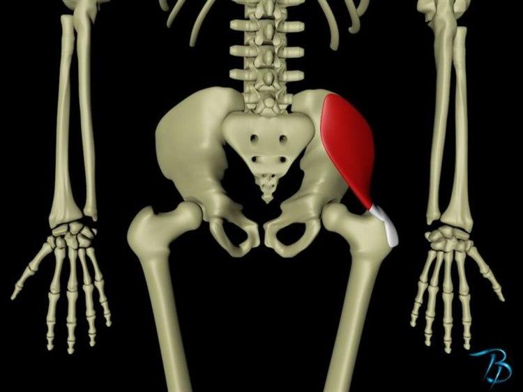 Gluteus-medius-posterior.jpg