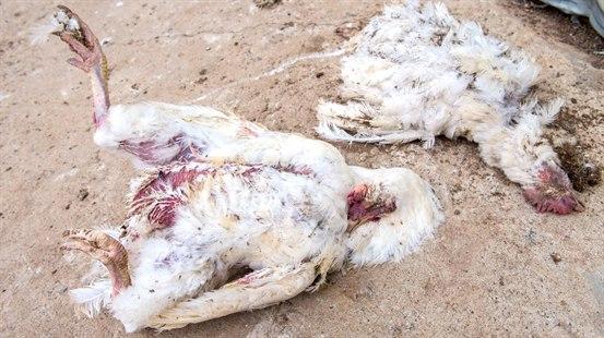 Fotoet viser to døde høner.