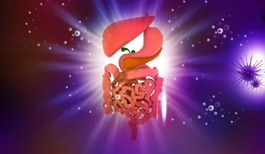 Fordøyelsessystemet