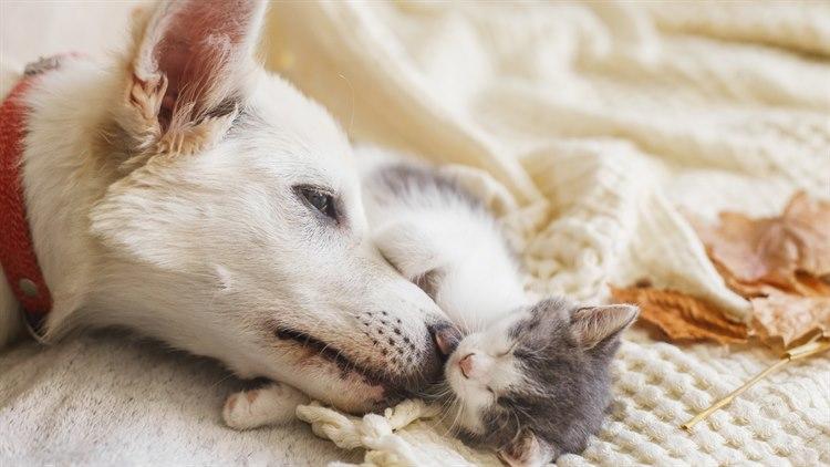 Hvit hund som hviler hodet mot en sovende, grå og hvit kattunge.