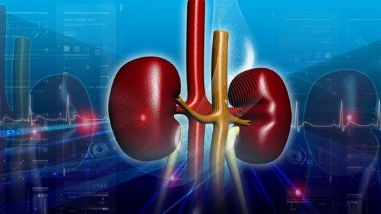 Illustrasjon av begge nyrer med innkommende og utgående blodårer