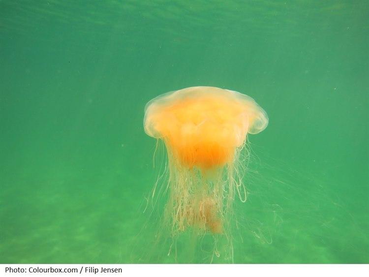 Jellyfish_Lion_s_mane_colourbox.jpg