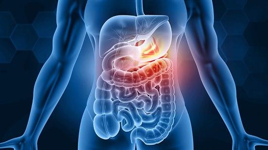 3D-illustrasjonen viser fordøyelsessystemet til et menneske