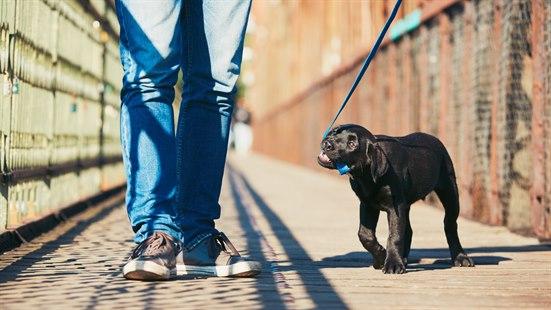 Illustrasjonsfoto: Sort valp med blått halsbånd som står ved siden av en person som vi bare ser bena til.