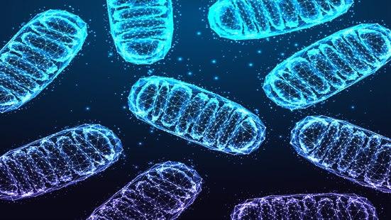 Bilde av flere mitokondrier.