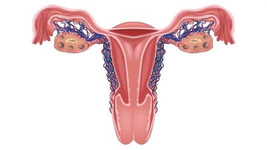 Uterus