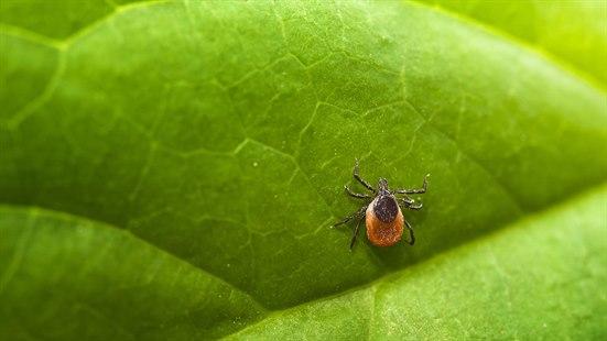 Illustrasjonsfoto av en flått som er på et blad