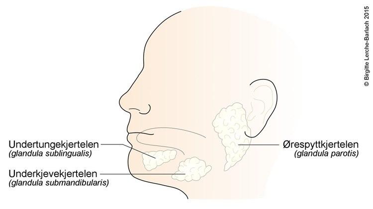 Lokalisering de store spyttkjertlene.