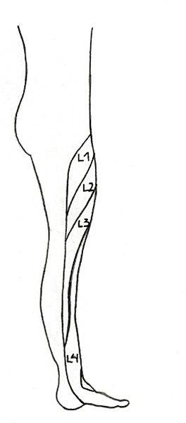 Dermatomer - u.ex. medialt