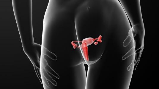 Kvinnelige kjønnsorganer