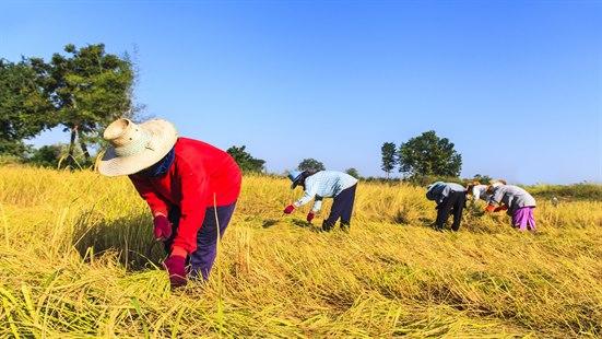 Bilde av landbruksarbeidere som arbeider i et varmt område av verden.