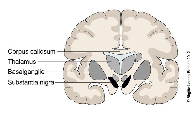Substantia nigra