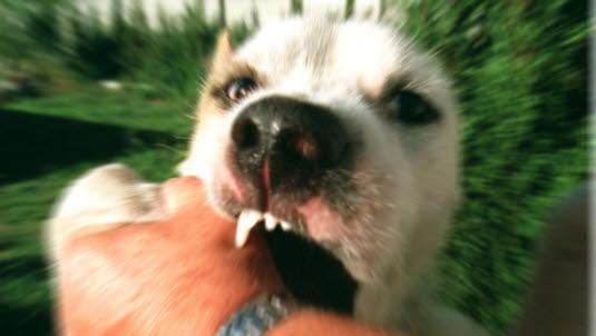 Hvit hund som biter en menneskehånd