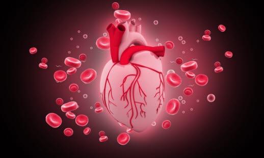Hjerte og blod