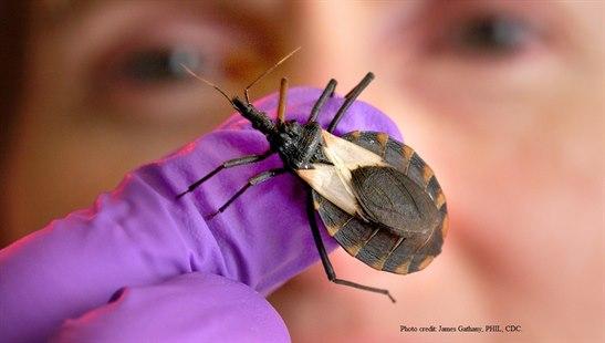 Kissing bug