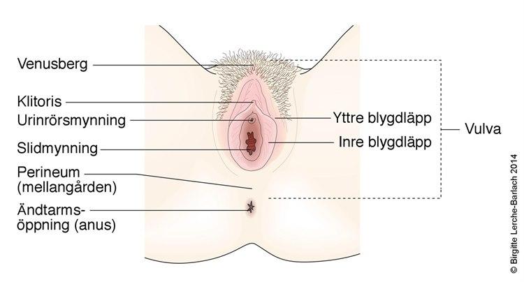 Kvinnens ytre kjønnsorganer