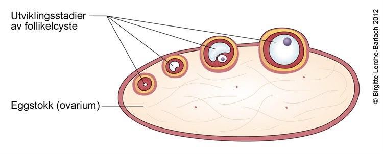 Eggstokk med modnende egg