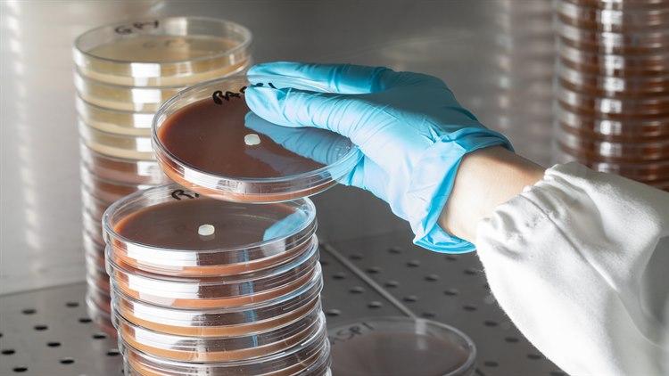 Stabler av petriskåler med soppkolonier.