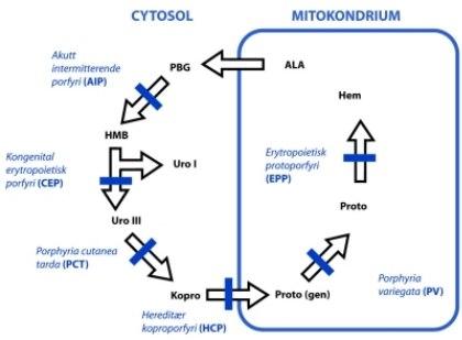 Ledd i dannelsen av heme
