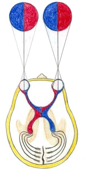 Synsbaner og synsfelt