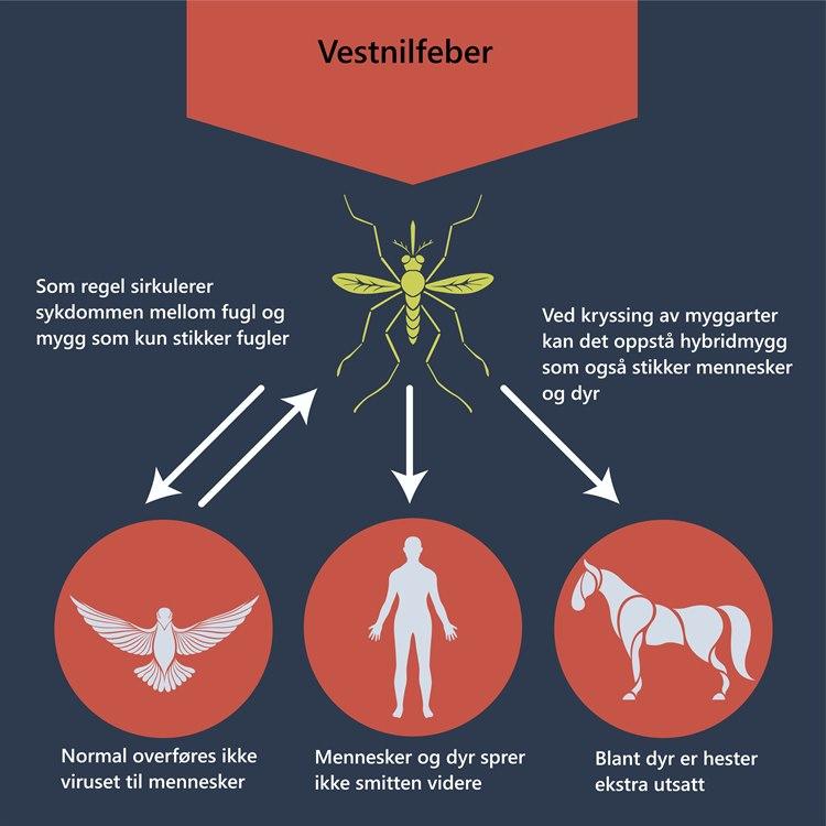 Plansje som viser hvordan mygg sprer vestnilvirus