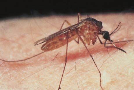 Culex mosquito