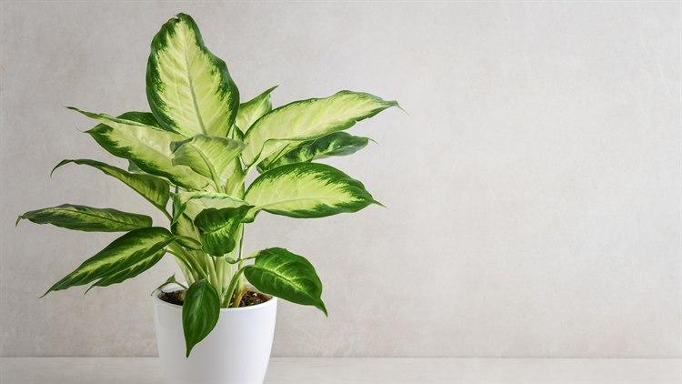 Dieffenbachia-plante i hvit krukke mot hvit vegg