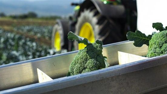 Illustrasjonsfoto: Innhøsting av brokkoli på åkeren