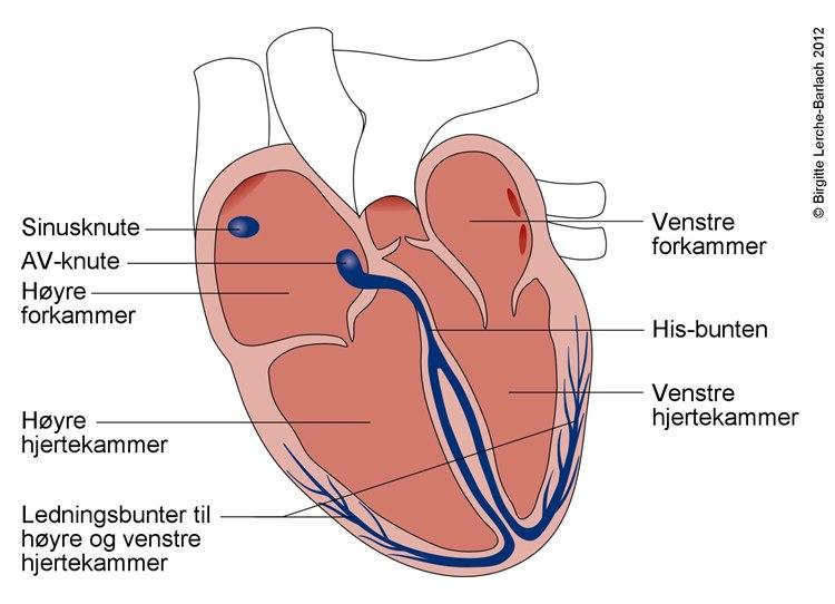 Hjertets ledningssystem