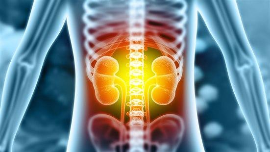 Illustrasjonsfoto av menneskekroppen hvor det er markert gult rundt nyrer