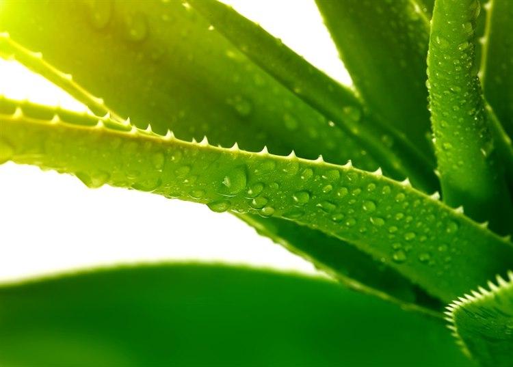Aloe vera