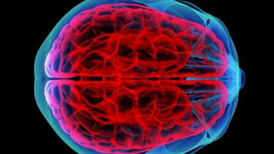 Hjernen, illustrasjonsbilde