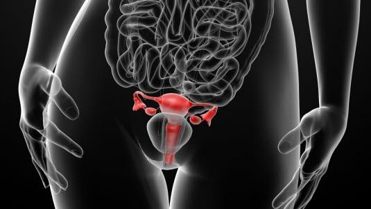 Kvinnelige innvendige kjønnsorganer