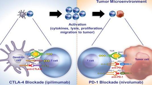 Distinct Immune Checkpoint Pathways