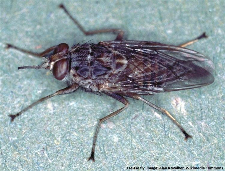 Bilde av fluen glossina morsitans på en nøytral flate.