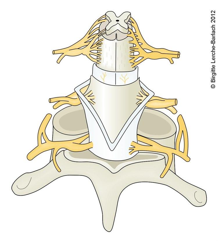 Lengdesnitt av ryggmarg