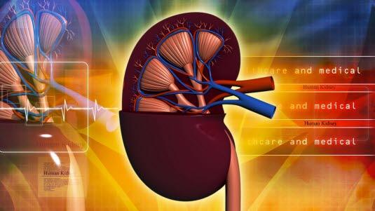 Nyre med samlesystem og blodrer