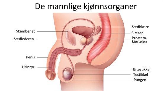 Illustrasjonsbilde av de mannlige kjønnsorganer