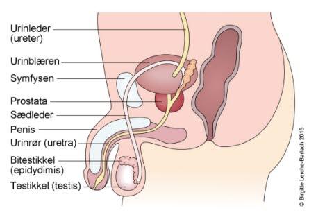 Illustrasjonstegningen viser mannlig kjønnsorga, nedre urinveier, del av urinleder og endetarm