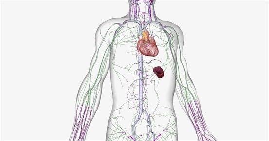 Illustrationphoto of the lymph system