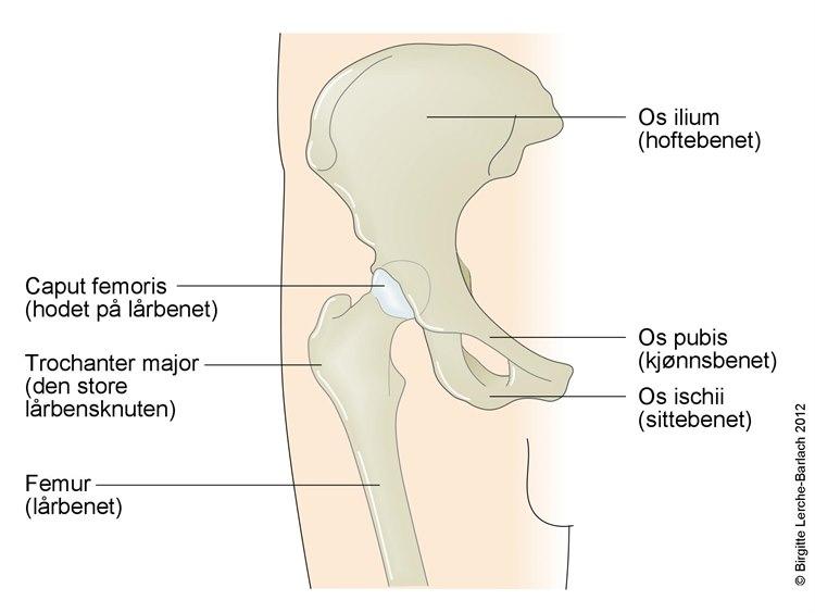 Oversikt lår, hofte, bekken