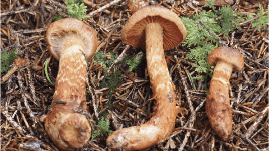 Spiss giftslørsopp. Foto: Norges sopp og nyttevekstforbund.