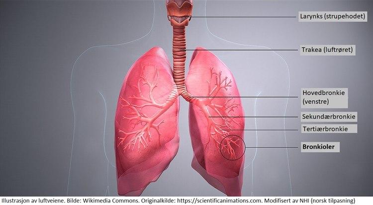 Illustrasjon av luftveiene.