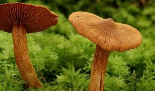 Spiss giftslørsopp (coronarius rubellus)