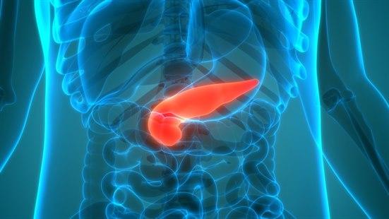 Illustrative image of the pancreas